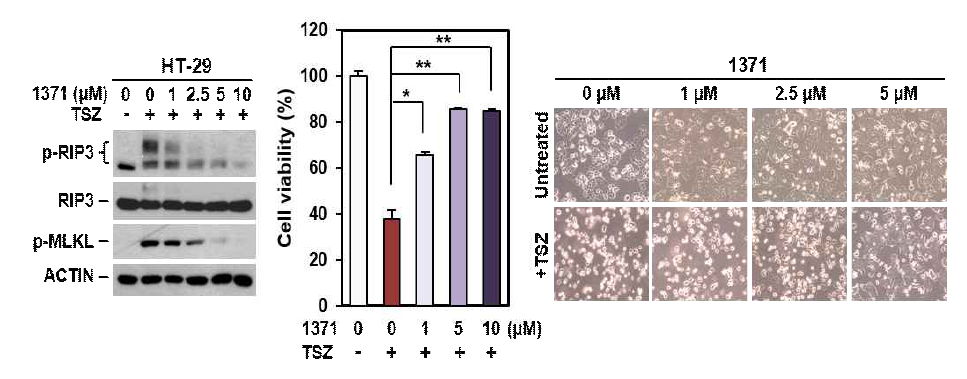 HS-1371이 농도 의존적으로 necroptosis 신호와 세포사멸을 저해