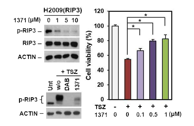 폐암 세포주 에서 HS-1371효과 확인