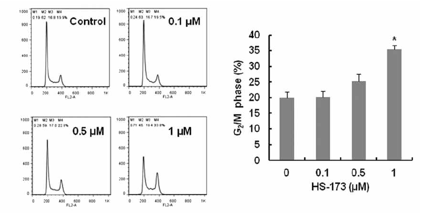 A549 세포에서 HS-173의 cell cycle에 미치는 영향