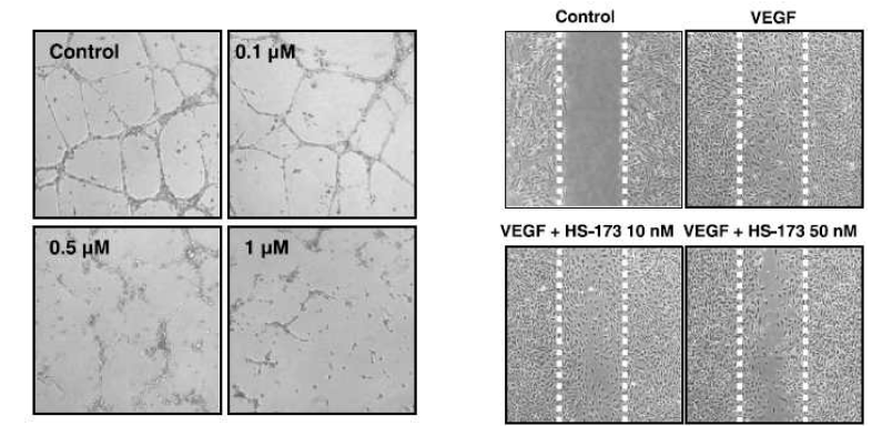 HS-173에 의한 angiogenesis 억제 효과