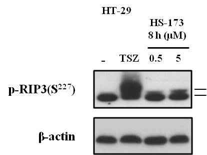HS-173 처리에 의한 p-RIP3 활성