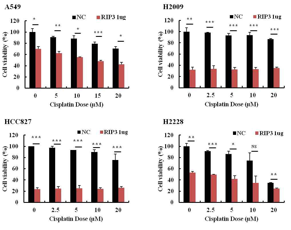 RIP3 발현 벡터와 Cisplatin의 세포사멸 능력 확인