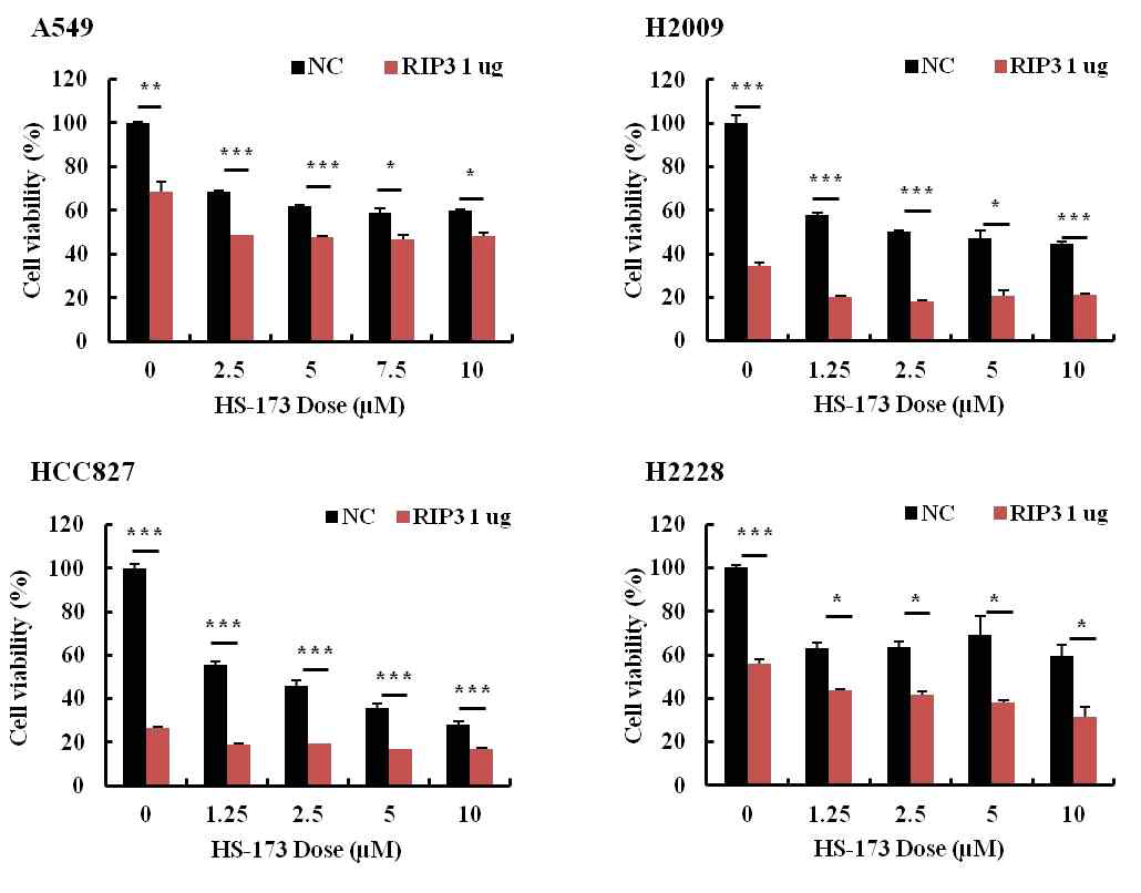 RIP3 발현 벡터와 HS-173의 세포사멸 능력 확인