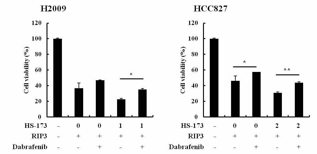 RIP3 발현 벡터와 HS-173의 세포사멸 능력 확인