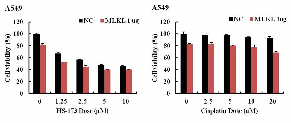 MLKL 발현 벡터와 HS-173 또는 cisplatin의 세포사멸 능력 확인
