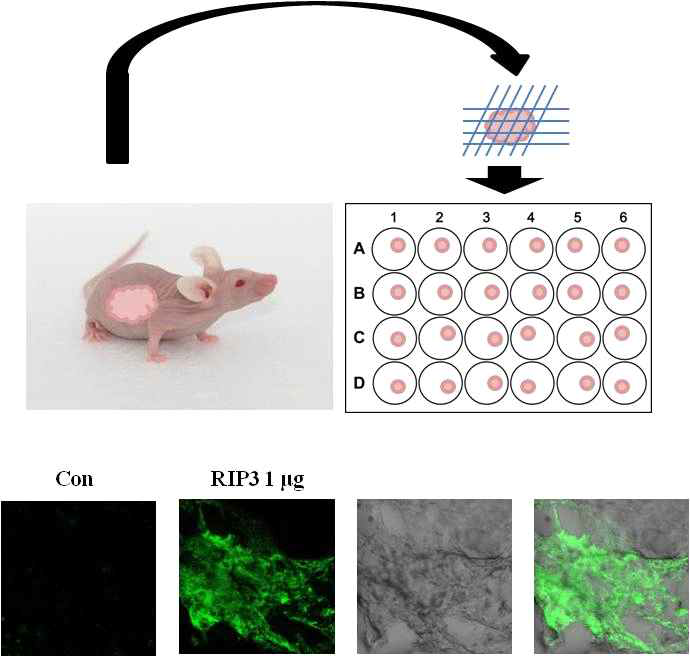 조직 내 RIP3-GFP 발현 확인