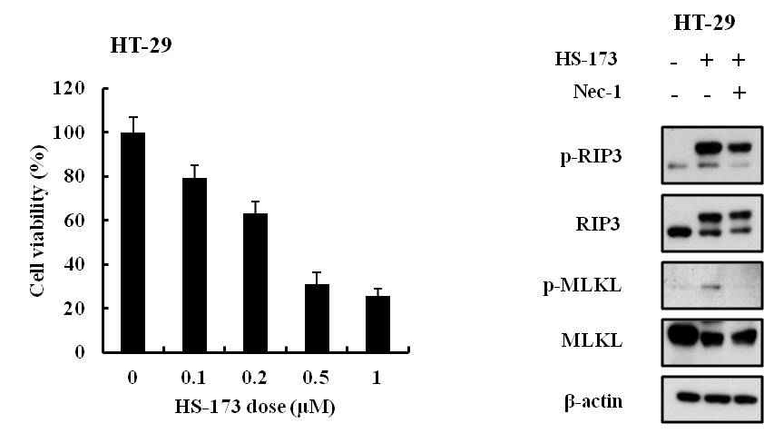 HS-173의 항암 효과 및 Necroptosis 유도 능력