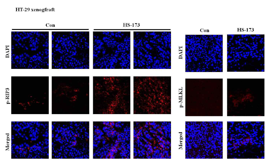 HT-29 xenograft 동몰 모델에서 HS-173의 necroptosis 유도