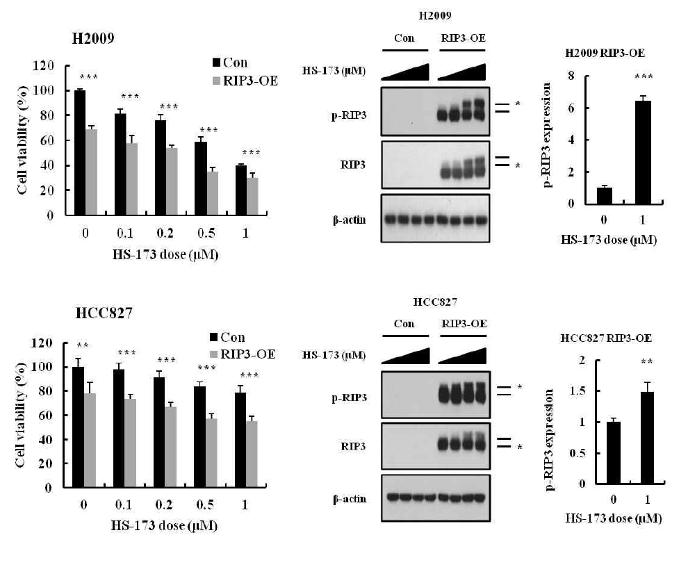 RIP3가 과발현 된 폐암 세포주에서 HS-173의 necroptosis 유도