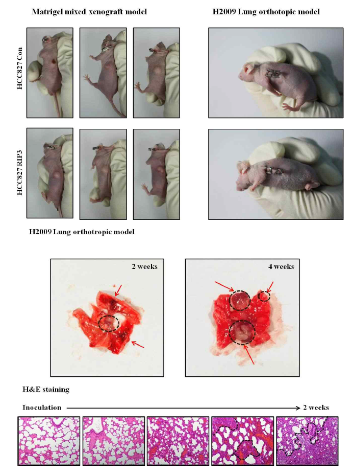 폐암 동물 모델 구축