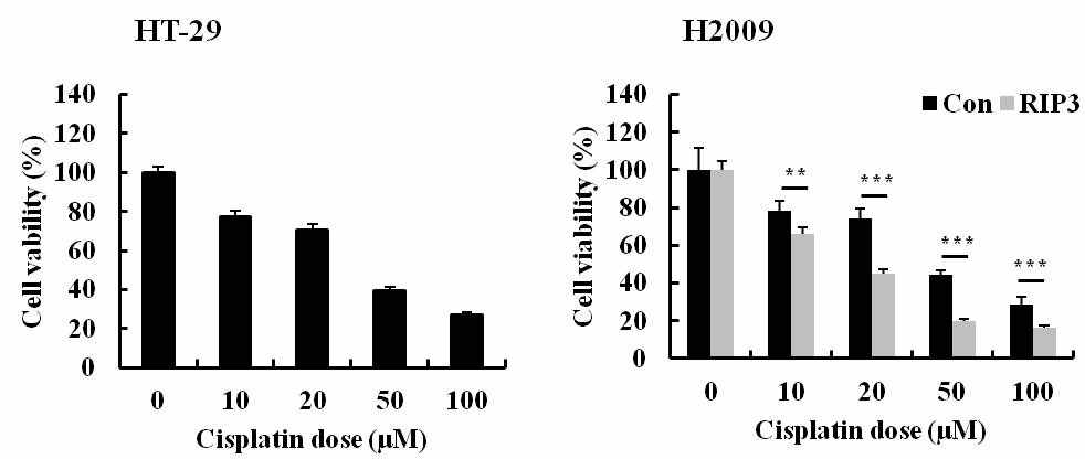 RIP3 과발현 세포주에서 Cisplatin의 세포 사멸 효과 확인