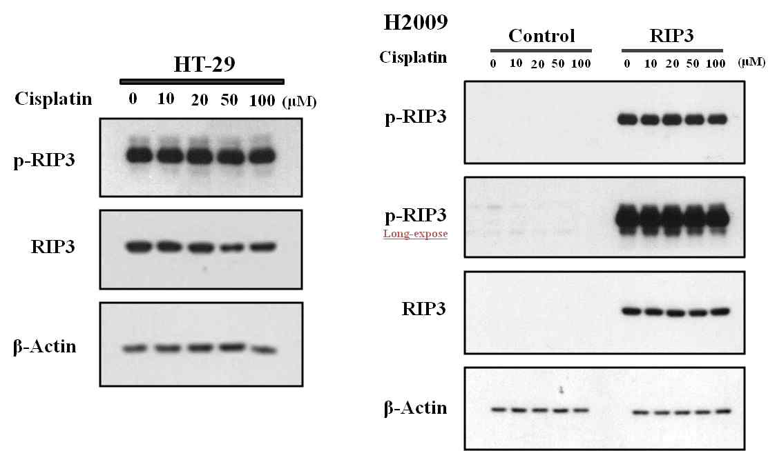 RIP3 과 발현 세포주에서 Cisplatin이 necroptosis에 미치는 영향