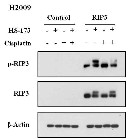 RIP3 과발현 세포주에서 Cisplatin과 HS-173의 necroptosis에 미치는 영향