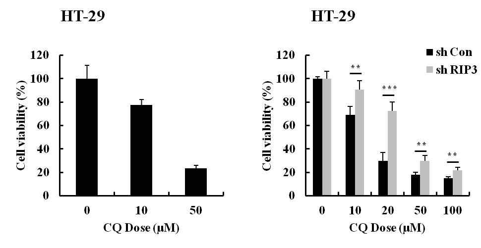 HT-29 세포에서 CQ의 효과 확인