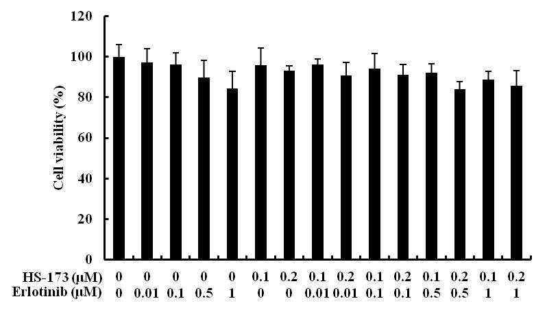 HS-173과 Erlotinib의 병용 처리 효과 확인
