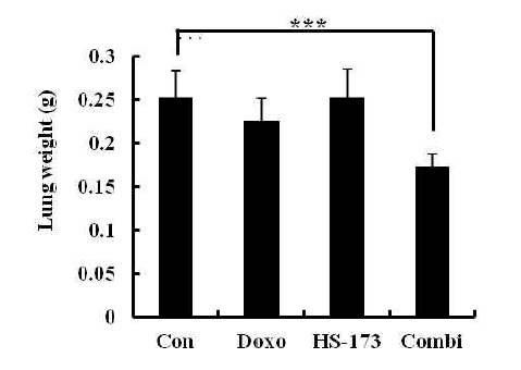 동물 모델에서의 HS-173과 Doxorubicin의 병용 처리 후 폐의 무게 측정