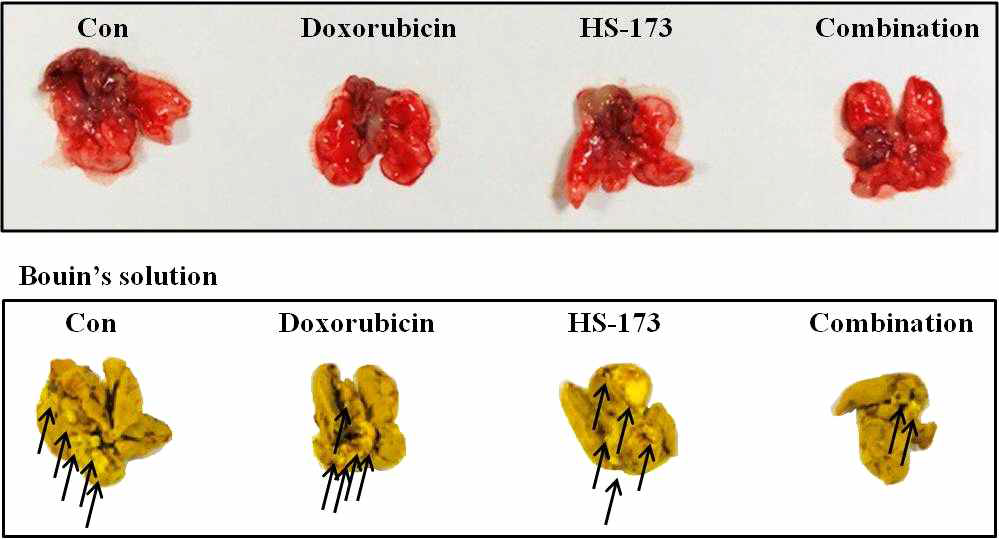 동물 모델에서의 HS-173과 Doxorubicin의 병용 처리 효과 확인