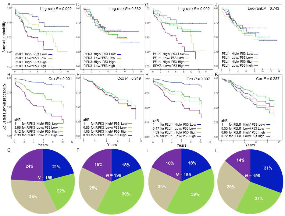 RIPK3 (A–F)、PELI1 (G–L)와 P53 단백발현의 조합이 1병기 편평상피세포암 (A-C, G-I)과 비편평상피세포암(D-F, J-L) 환자 생존에 미치는 영향. 비보정 (A,D,G,J) 및 보정모델 (B,E,H,K). 보정모델은 Cox proportional hazard model로 나이, 성별, 흡연력, 중복이환, 병기, 수술 방법, 병리소견 등 교란변수를 모두 보정한 모델임