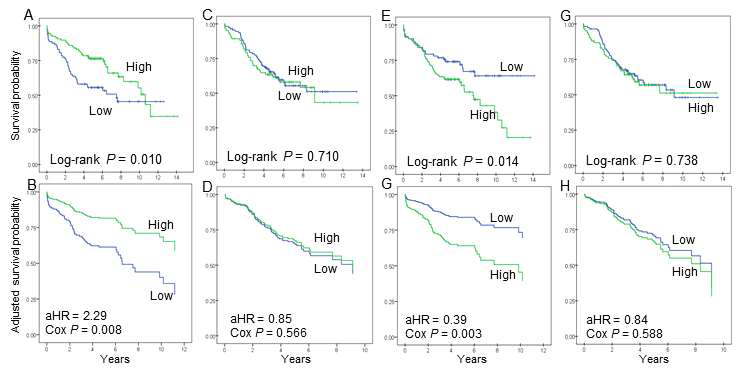 RIPK3 (A–D) 및 P53 (E–H) 발현정도 에 따른 1병기 편평상피세포암 (A, B, E, G)과 비편평상피세포암(C, D, G, H) 환자의 생존기간: 비보정 (A, C, E, G) 및 보정 모 델 (B, D, G, H)