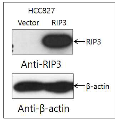 제작된 HCC827 RIP3 stable line의 RIP3 발현 확인