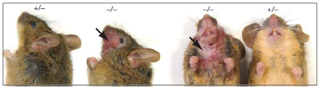 DLGAP KO 생쥐에서 과도한 grooming에 의한 피부 상처가 관찰됨