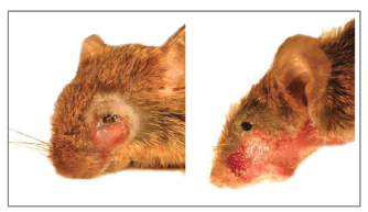 SLITRK5 KO 생쥐에서 과도한 grooming으로 인한 얼굴 피부 상처가 발생함