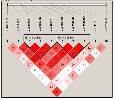 LD patterns of OXTR