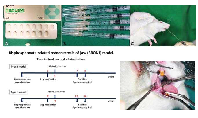 비스포스포네이트 악골괴사 모델 실험에 사용한 약제 및 경구투여모델 실험 타임테이블