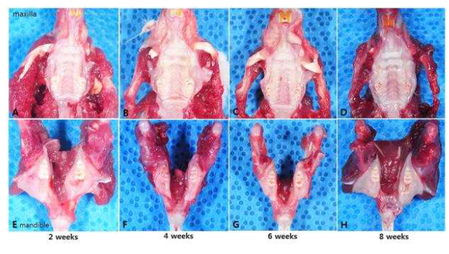 시기별로 희생하여 상하악골 발치부위를 임상적, Micro CT 및 조직학적 분석을 시행하였음