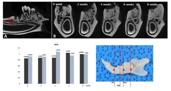 휴지기를 지닌 실험군에서의 골치유가 재현되는 Micro CT 모습과 BMD 비교 모습