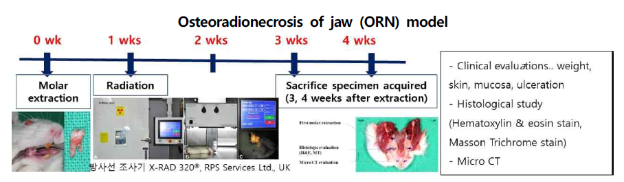 외부방사선조사 골괴사 동물모델을 위한 타임테이블과 시행모습