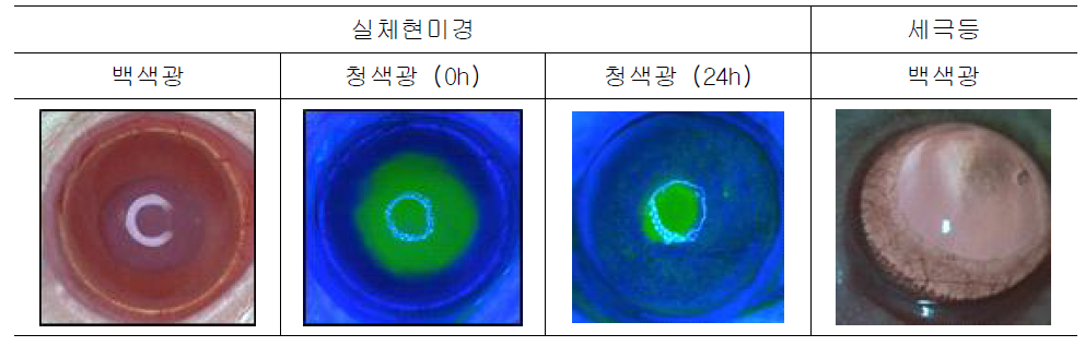 알칼리 화상 유발 후 랫드 안구 표면 관찰 예시