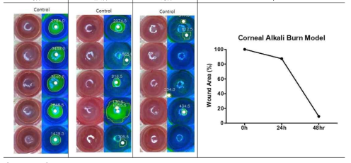 알칼리 화상 랫드 모델에서의 안구 표면 손상 및 회복 측정 평가 예시