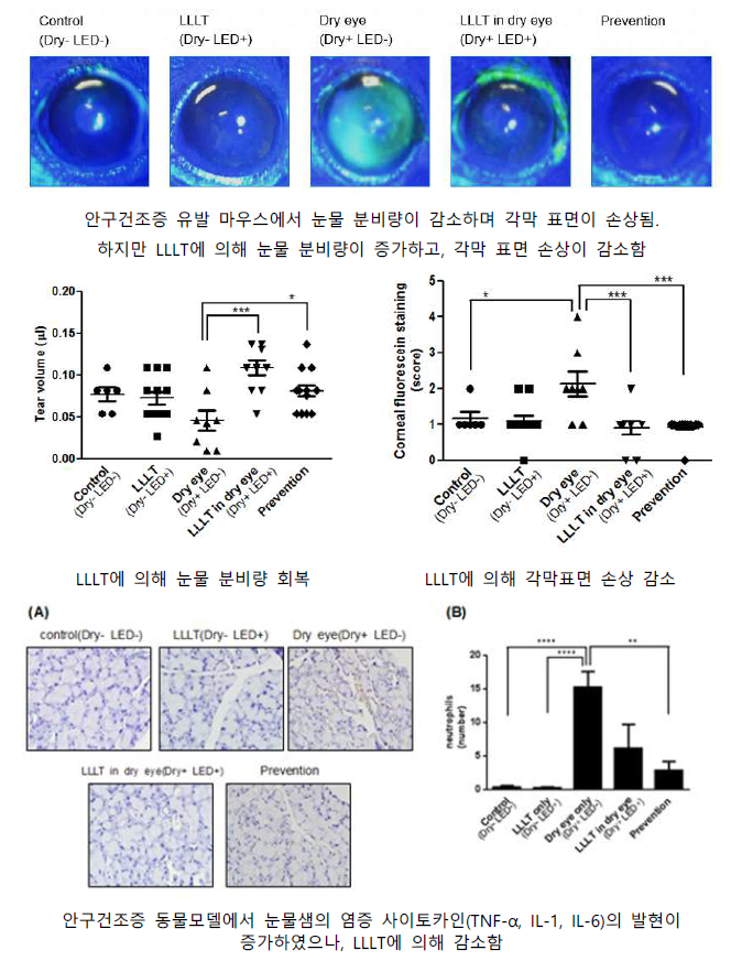 안구건조증 마우스 모델에서 저출력 광치료 (Low Level Light Therapy, LLLT)의 효과