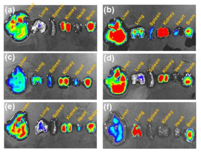 저분자 근적외 형광프로브 투여 쥐의 형광영상 이미지(상) 및 시간에 따른 형광강도 변화