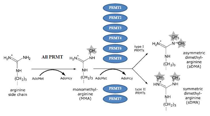 단백질 arginine 메틸화 반응 및 촉매효소