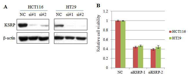 KSRP 발현억제에 의한 대장암세포의 증식억제