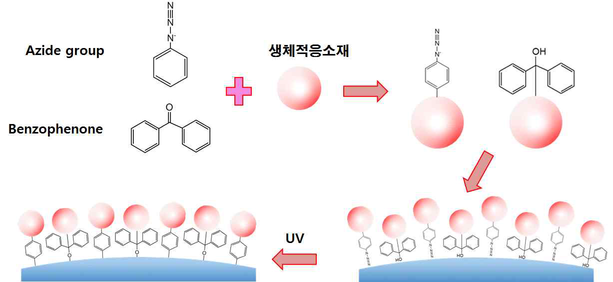 aizde 또는 benzophenone과 결합된 생체적응 소재의 광화학적 그래프팅