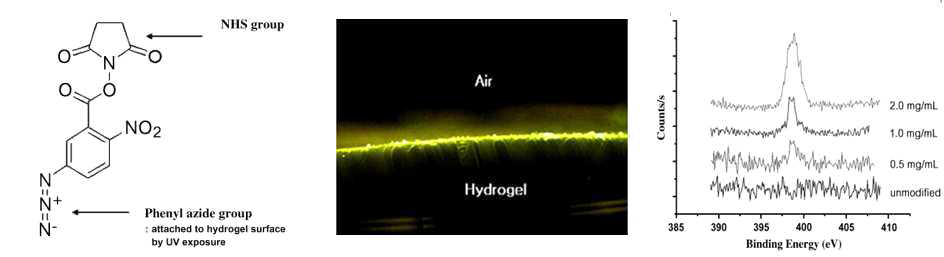 Phenyl azide 그룹을 이용한 표면 개질 (좌: 화학구조식, 중:표면 개질된 하이드로젤 표면의 측면 형광사진, 우: XPS를 이용한 표면 분석