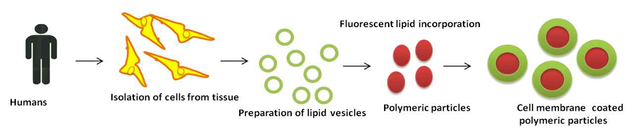고분자 입자 표면에 사람으로부터 추출한 세포막을 코팅하여 입자 제작