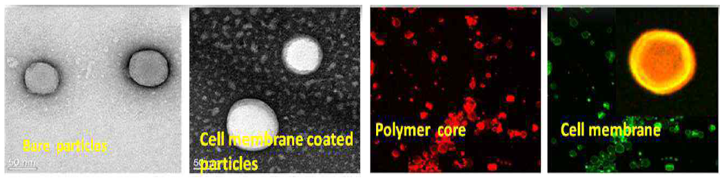 (왼쪽부터 1, 2, 3, 4); (1)세포막이 코팅되지 않은 순수한 고분자 입자, (2)세포 막이 코팅된 고분자 입자 (3)형광 염색한 순수 고분자 현광현미경 결과 , (4) 세포막을 코팅한 고분자 입자의 형광현미경 결과