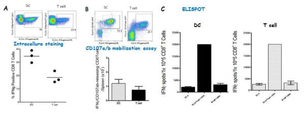 Comparison of CD8 T cell responses induced with TriVax booster immunization after priming with peptide-loaded DCs or T cells. B6 mice (3 per group) were immunized intravenously with either Trp1455/9M peptide-pulsed DCs or T cells (prime); 7 days later, the mice received a booster immunization with TriVax composed of 100 μg Trp1455/9M, 50 μg poly-IC, and 100 μg anti-CD40. A. On day 14 (post-boost), blood sample were evaluated by intracellular IFNγ staining after coculturing with Trp1455 peptide. B. Total numbers of intracellular IFNγ and cell surface CD107a/b double-positive CD8 T cells was calculated from the experiment in A. C. CD8 T cells were purified from pooled splenocytes, and antigen-induced IFNγ secretion was evaluated for their capacity to recognize tumor cells using EliSpot assay. APCs used: Trp1455-pulsed EL4 (EL4/Trp1455), B16 melanoma