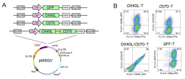 Expression of costimulatory ligands OX40L, CD70, and OX40L/CD70 on activated T-cells. A. Schematic diagram of the constructs with costimulatory ligands mouse OX40L, CD70, and OX40L/CD70. The OX40L and CD70 were linked using specific primers to fuse a 2A coding sequence (ATNFSLLKQAGDVEENPGP).The cDNA encoding the interest genes are derived from mature DCs by extracting RNA using with BspEI and SalI restriction site hanging at the 5' and 3' terminal respectively. The amplified genes are then inserted into the pMSGV retroviral vector. Green fluorescence protein (GFP) was used as control. B. Ex vivo activated T-cells were transduced with recombinant retroviruses encoding GFP, OX40L, CD70, and OX40L/CD70, respectively. Twenty-four hours post-transduction, cells from each group were harvested and the expression of costimulatory molecules analyzed by flow cytometry