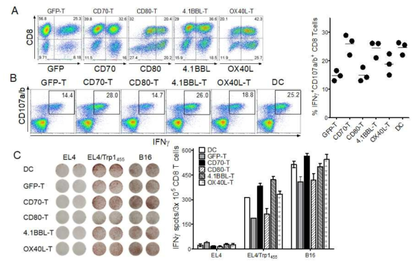 Induction of antigen-specific CD8 T cell responses using heterogenous TriVax booster immunization after priming with genetically modified T cells. A. T cells were transduced with recombinant retroviruses encoding GFP, CD70, CD80, 4-1BBL, and OX40L (GFP-T, CD70-T, CD80-T, 4-1BBL-T, and OX40L-T, respectively). B6 mice were immunized intravenously with either Trp1455-pulsed variously conditioned T cells (prime); 7 days later, the mice received a TriVax booster immunization. B. On day 14 (post-boost), blood sample were evaluated by intracellular IFNγ and CD107a/b staining after coculturing with Trp1455 peptide. C. The presence of antigen-specific CD8 T-cells in the spleen was evaluated for their capacity to recognize target cells using IFN-γ EliSpot assay against peptide-pulsed EL4 (EL4/Trp1455), un-pulsed EL4 cells (negative control), and B16 melanoma