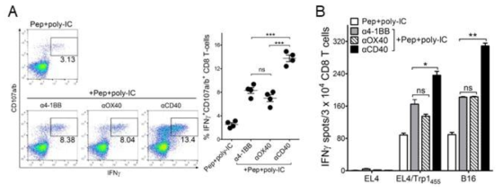 Peptide-based booster immunization after priming with CD70-T-cells drives enhanced CD8 T-cell responses. B6 mice (2 per group) were immunized intravenously on day 0 with 2 × 106 Trp1455/9M-loaded CD70-T-cells; 7-days later, the mice received a booster immunization with various combination of 100 μg of Trp1455/9M peptide, 50 μg of poly-IC, and 50 μg anti-CD40, anti-4-1BB, or anti-OX40Abs. A. 7-days after last immunization, the frequency of antigen-specific CD8 T-cells in spleen was evaluated by cell surface mobilization of CD107a/b and intracellular IFNγ staining after coculturing with Trp1455 peptide. B. Antigen-induced IFNγ-secretions with freshly isolated CD8 T cells from pooled splenocytes and antigen-induced IFNγ secretion was evaluated for their capacity to recognize tumor cells using EliSpot assay. APCs used: Trp1455-pulsed EL4 (EL4/Trp1455), B16 melanoma