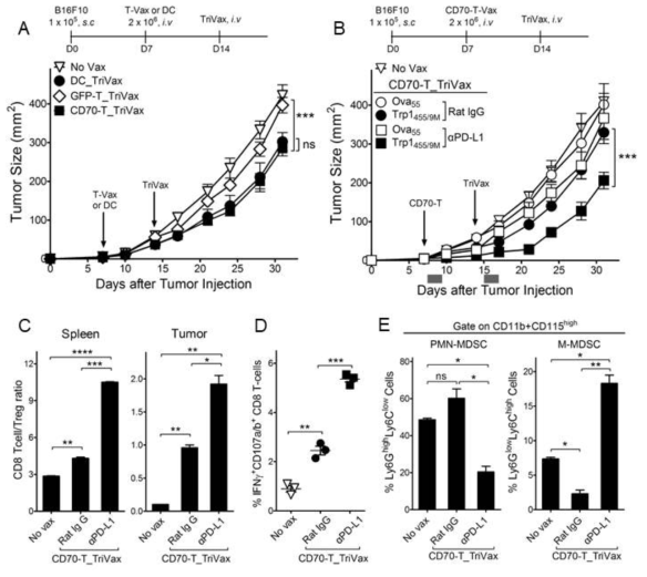 PD-L1 blockade augments the therapeutic efficacy of CD70-T_TriVax vaccination. A. Therapeutic efficacy of CD70-T_TriVax vaccination against advanced B16 melanoma. B6 mice were inoculated subcutaneously on day 0 with 1 × 105 B16 cells, followed by vaccination with 2 × 106 GFP-T or CD70-T-cells on day 7, and TriVax on day 14. Non-vaccinated mice (No vax) and DC_TriVax were included for comparison. B. PD-L1 blockade enhanced the efficacy of CD70-T_TriVax vaccination regimen. B6 mice were inoculated subcutaneously on day 0 with 1 × 105 B16 cells and were immunized as described above. Rat IgG (as controls) and anti-PD-L1 Abs were administered intraperitoneally on days +1 and +3 after each immunization. No vaccinated (No Vax) and Ova55-loaded CD70-T_TriVax vaccinated mice (Ova55) were included for comparison. C-E. In a parallel with B, mice were sacrificed on day 21, and the CD8 T-cell responses and immune cell populations were evaluated. C. CD8 T-cell/Treg ratio as measured by percentage of CD8+ T-cells per percentage of CD4+ Foxp3+T-cells in each group. D. The frequency of antigen-specific CD8 T-cells in spleen was evaluated by cell surface mobilization of CD107a/b and intracellular IFNγ staining after coculturing with Trp1455 peptide. E. Quantification of Ly6GlowLy6Chigh monocytic myeloid-derived suppressor cells (M-MDSC) and Ly6GhighLy6Clow granulocytic polymorphonuclear MDSC (PMN-MDSC) gated on CD11b+CD115high myeloid cells in tumor sites