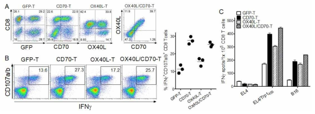 Evaluation of heterogenous vaccination regimen with genetically modified T cell co-expressing OX40L and CD70. A. T cells were transduced individually or together with recombinant retroviruses encoding GFP, CD70, and OX40L as indicated (GFP-T, CD70-T, OX40L-T, and OX40L/CD70-T, respectively). To evaluate the antigen-specific CD8 T-cell responses, B6 mice were immunized and examined as in Fig. 4 using intracellular IFNγ and CD107a/b staining and IFN-γ EliSpot assay against peptide-pulsed EL4 (EL4/Trp1455), un-pulsed EL4 cells (negative control), and B16 melanoma (B and C)