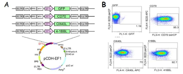 Expression of additional costimulatory ligands CD70, OX40L, and 4-1BBL on activated B-cells. A. Schematic diagram of the constructs with costimulatory ligands mouse CD70, OX40L, and 4-1BBL. The cDNA encoding the interest genes are derived from mature DCs by extracting RNA using with BspEI and SalI restriction site hanging at the 5' and 3' terminal respectively. The amplified genes are then inserted into the pCDH-EF1 lentiviral vector. Green fluorescence protein (GFP) was used as control. B. Ex vivo activated B-cells were transduced with recombinant lentiviruses encoding GFP, CD70, OX40L, 4-1BBL individually. Twenty-four hours post-transduction, cells from each group were harvested and the expression of costimulatory molecules analyzed by flow cytometry