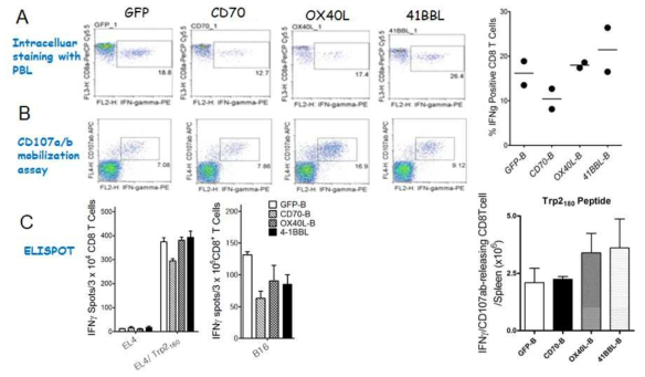 Induction of antigen-specific CD8 T cell responses using heterogenous immunization after priming with peptide-loaded B cells, which are transduced with recombinant lentiviruses encoding GFP, CD70, OX40L, 4-1BBL individually (GFP-B, CD70-B, Ox40L-B, and 4-1BBL-B, respectively). B6 mice were immunized intravenously with Trp2180-pulsed variously conditioned B cells (prime); 7 days later, the mice received a booster immunization with TriVax. A. On day 14 (post-boost), blood sample were evaluated by intracellular IFNγ staining after coculturing with Trp2180 peptide. B. Total numbers of intracellular IFNγ and cell surface CD107a/b double-positive CD8 T cells was calculated. C. The presence of antigen-specific CD8 T-cells in the spleen was evaluated using IFN-γ EliSpot assay against peptide-pulsed EL4 (EL4/Trp2180), un-pulsed EL4 cells (negative control), and B16 melanoma