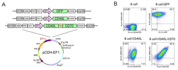 Expression of costimulatory ligands CD40L, and CD40L/CD70 on activated B-cells. A. Schematic diagram of the constructs with costimulatory ligands mouse CD40L, and CD40L/CD70. The CD40L and CD70 were linked using specific primers to fuse a 2A coding sequence (ATNFSLLKQAGDVEENPGP).The cDNA encoding the interest genes are derived from mature DCs by extracting RNA using with BspEI and SalI restriction site hanging at the 5' and 3' terminal respectively. The amplified genes are then inserted into the pCDH-EF1 lentiviral vector. Green fluorescence protein (GFP) was used as control. B. Ex vivo activated B-cells were transduced with recombinant lentiviruses encoding GFP, CD40L, and CD40L/CD70, respectively. Twenty-four hours post-transduction, cells from each group were harvested and the expression of costimulatory molecules analyzed by flow cytometry